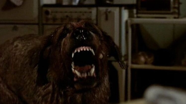 cujo-1983