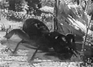 ant