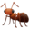 🐜