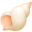 🐚